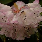 Rhododendron pachytrichum Λουλούδι