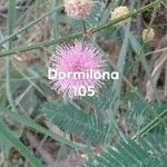 Mimosa quadrivalvis Blüte
