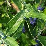 Caryopteris × clandonensis Yaprak