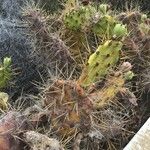 Opuntia littoralis Lapas