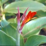 Canna indicaFlor