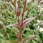 Penstemon digitalis Leaf