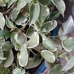 Peperomia serpens 葉