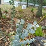 Eucalyptus pulverulenta Blad