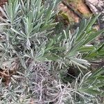 Lavandula latifolia Листок