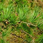 Larix kaempferi Folla