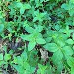 Galium circaezans Leaf