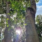 Celtis africana Blatt