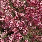 Leptospermum scoparium Flor