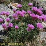 Armeria malinvaudii Hábitos