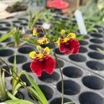 Oncidium baueri Kwiat