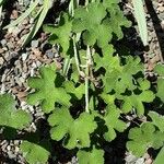 Geranium renardii Leaf