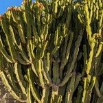 Euphorbia murielii 果