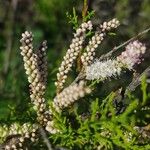 Tamarix africana Flower