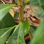 Pavetta gardeniifolia Vekstform