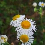 Erigeron strigosus Цвят