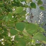 Betula humilis Leaf