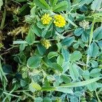 Medicago lupulinaVirág