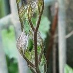 Clematis virginiana Blad