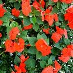 Impatiens walleriana Blad