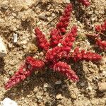 Crassula tillaea ഇല