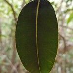 Calophyllum tacamahaca Leaf