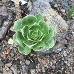 Aeonium balsamiferum 叶