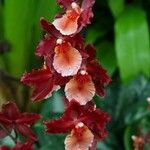 Oncidium crocidipterum Virág