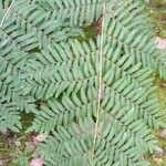 Osmunda regalis Blad