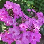 Phlox maculata Blüte