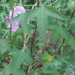 Malva punctata Leaf