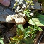 Erigenia bulbosa Flor