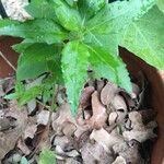 Euphorbia davidii Folha