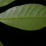 Tovomita longifolia Leaf