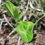Vigna frutescens Blatt