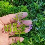 Vicia ludoviciana Blomma