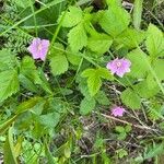 Rubus arcticus 花