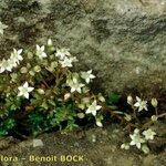 Sedum monregalense Habitat