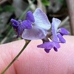 Hardenbergia comptoniana Flower