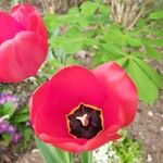 Tulipa agenensis Квітка