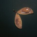 Swartzia polyphylla Gyümölcs