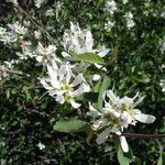 Amelanchier utahensis 整株植物