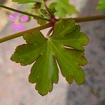 Geranium lucidum Frunză