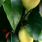 Citrus limon फल