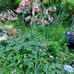 Allium siculumFlower