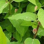 Lonicera tatarica Blatt