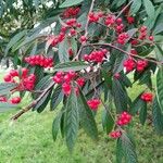 Cotoneaster salicifolius Φύλλο