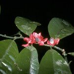 Heisteria cauliflora Flower