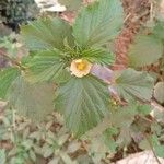 Sida cordifolia Flower