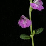 Pedicularis bifida Pokrój